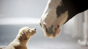 Los mejores anuncios del medio tiempo del Super Bowl Anuncios Super Bowl