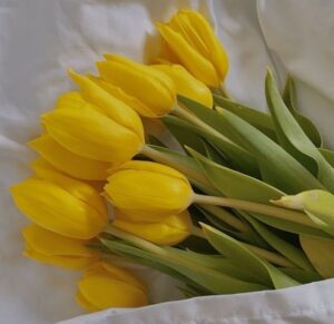 ¿Por qué el 21 de septiembre se regalan flores amarillas? Flores Amarillas