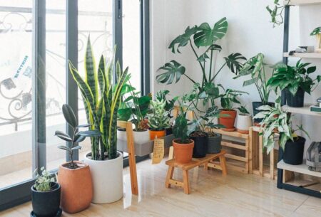 Plantas en casa